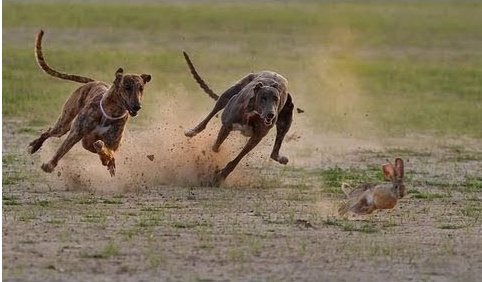 Dogs chasing a rabbit